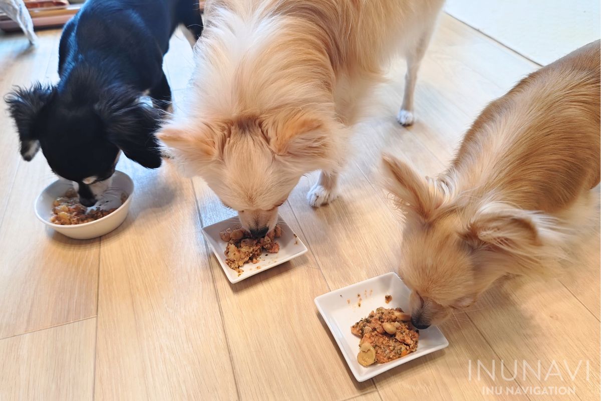 キドニーレシピ　ポークビーンズを食べる愛犬